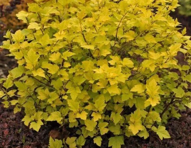 Пухиреплідник з жовтим листям і бордовим