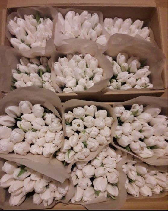 Квіти тюльпани опт до 8 березня