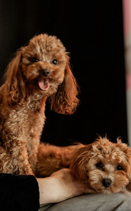 Вязка той пудель