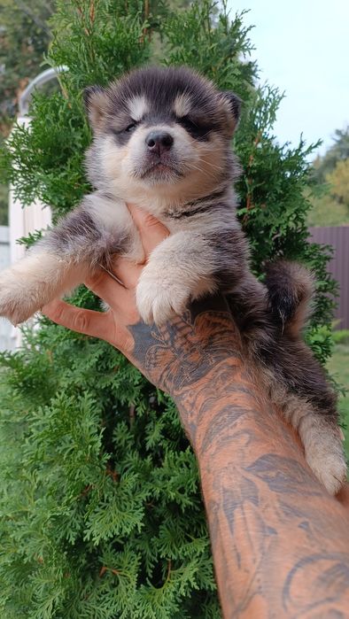 Хаски хаски хаски.