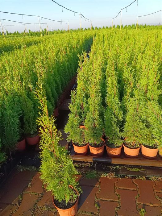 Tuja szmaragd 50-60 doniczka C2