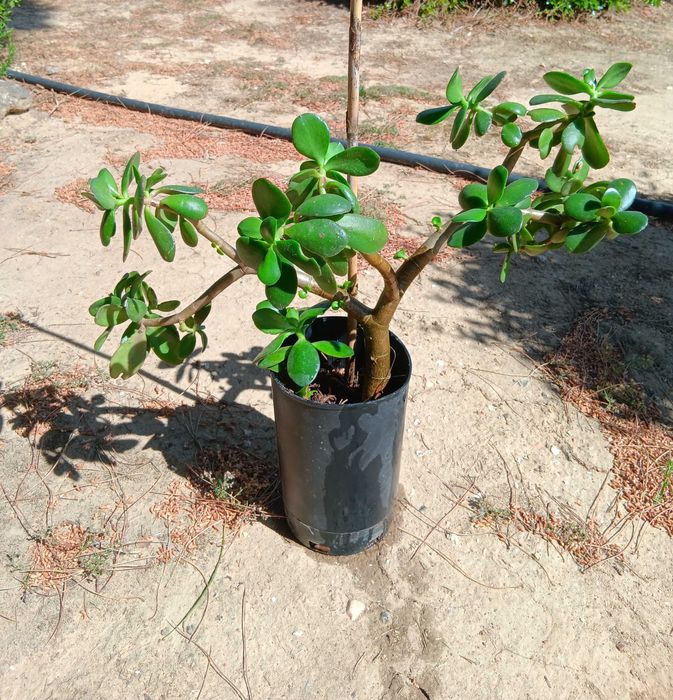 Planta de jade ou árvore da amizade