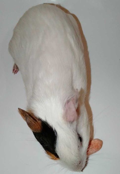 Продам молоді морські свинки