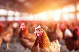 Kury nioski Rosa z wolnego wybiegu. Messa z jajkiem prosto od hodowcy.