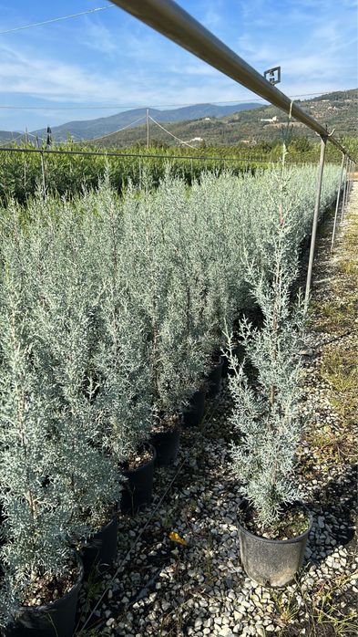 Продам кипарис Аризонский Италия