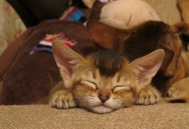 Абиссинская кошечка мила, в диком окрасе