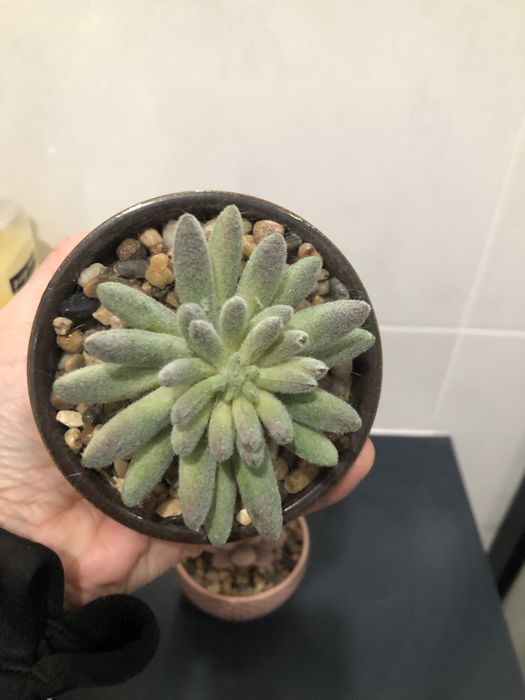 Conjunto de 2 vasinhos decorativos