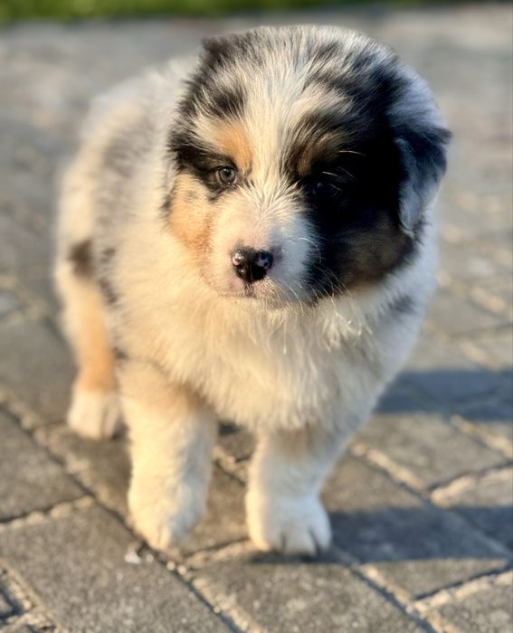 Owczarek Australijski, Aussie , piesek ZKwP