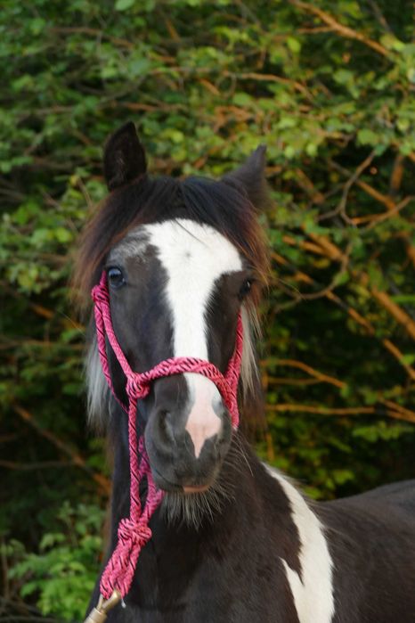 Gypsy Cob  ogierek z 2025 r. -  gen perły, ICS, negocjacje