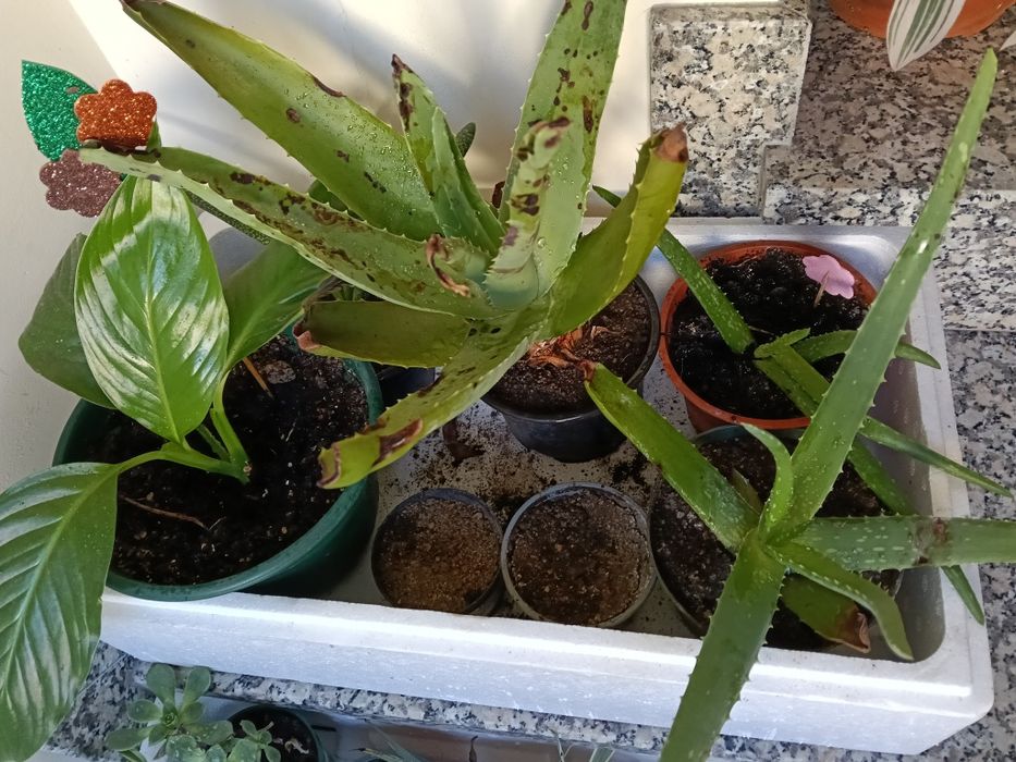 Catos aloe vera em vaso