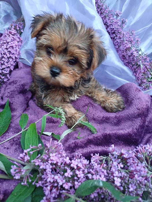 Я маленька  лялька -Йоркширський тер'єр .