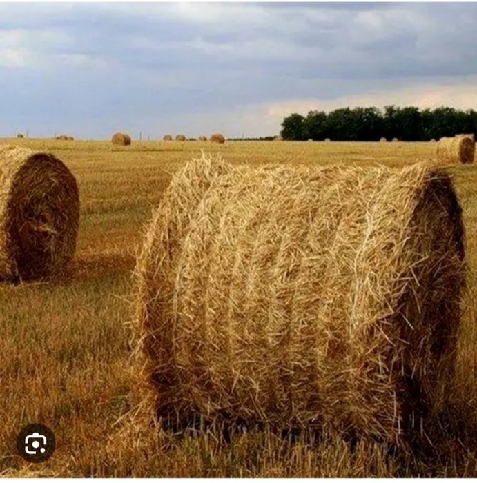Продам солому  в круглих тюках