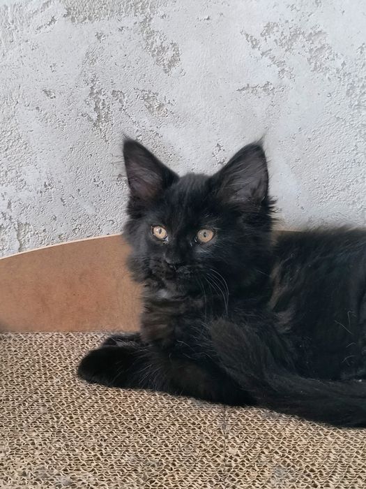 Śliczna czarna kotka Maine Coon – z rodowodem, sterylizacja (na kolanka)