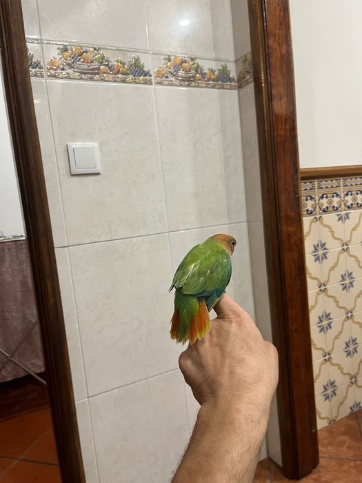 Agapornis domesticados muito meigos