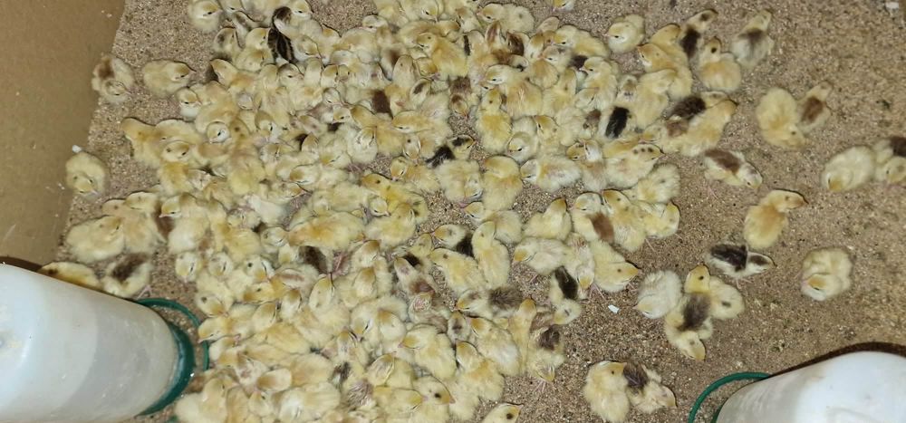 Przepiórki, przepiórka 2026