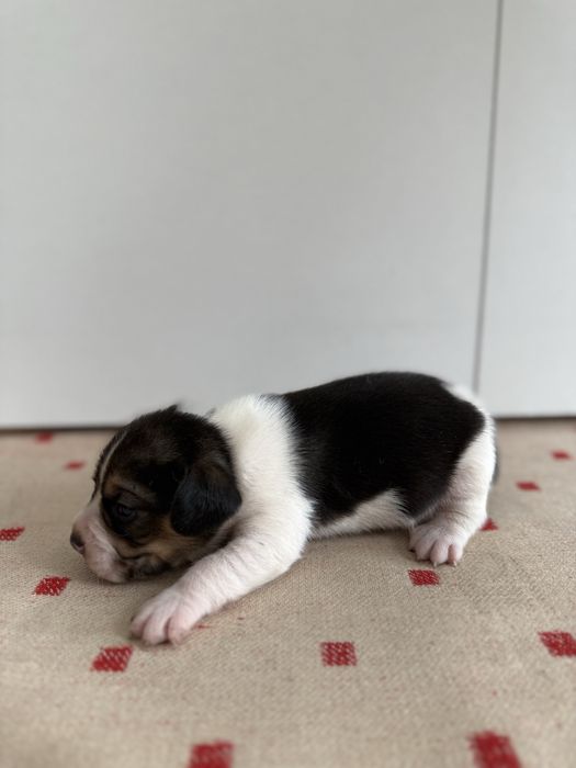 Beagle pies szczeniak