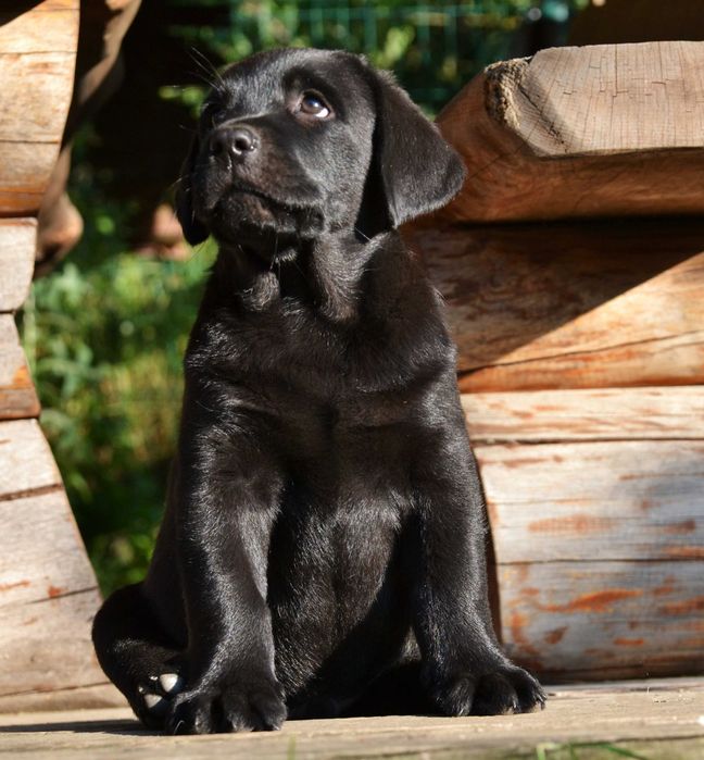 Wyjątkowy szczeniak Labrador Retriever FCI