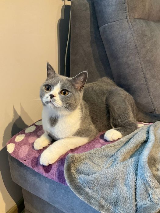 Kocurek brytyjski krótkowłosy. ALOES