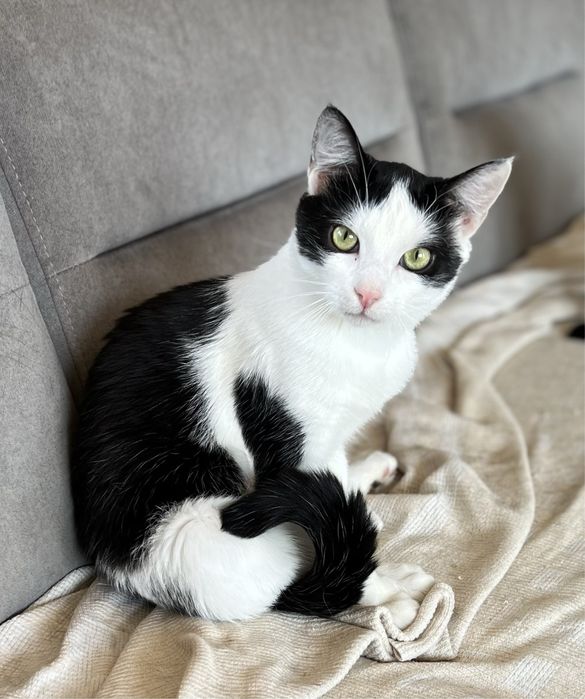 Tulaśna kotka Gwiazdka szuka domku