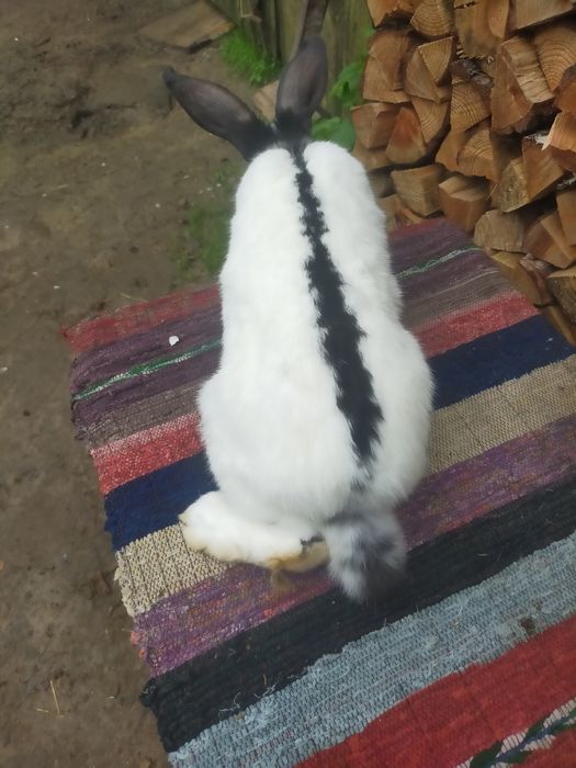 Кролі на плем'я Строкачі. Кролики, молодняк,кітні самки, робочі самці