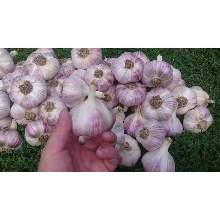 Продам часник любаша