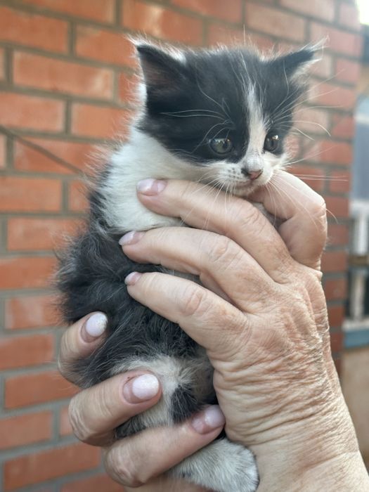 Отдам котенка девочку