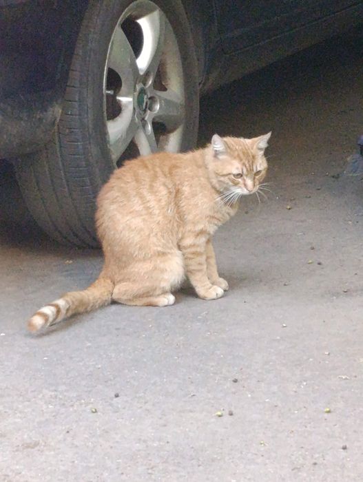 Заберіть гарного милого котика