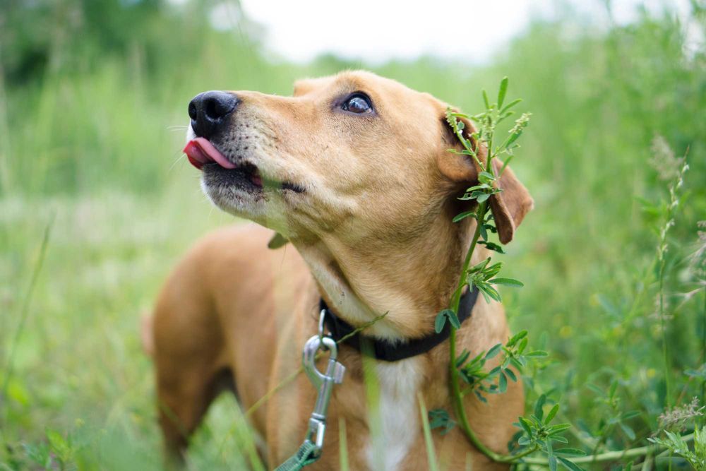 6 letni Frobi szuka domu!