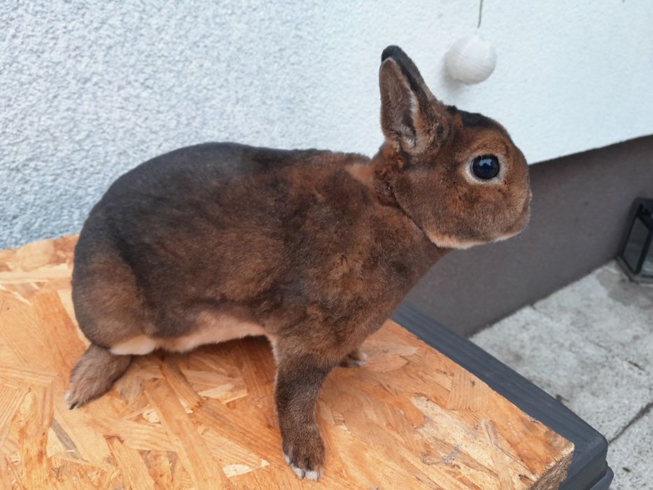Królik karzełki castorex KCRX
