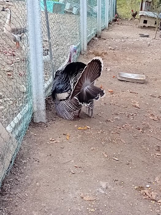 Perus grandes pesados