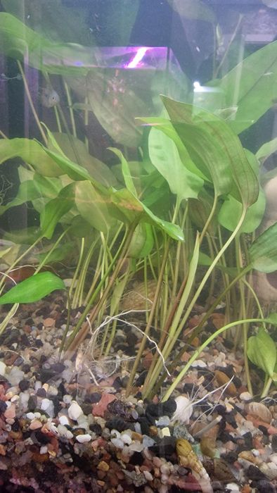 Гурамі мирні рибки