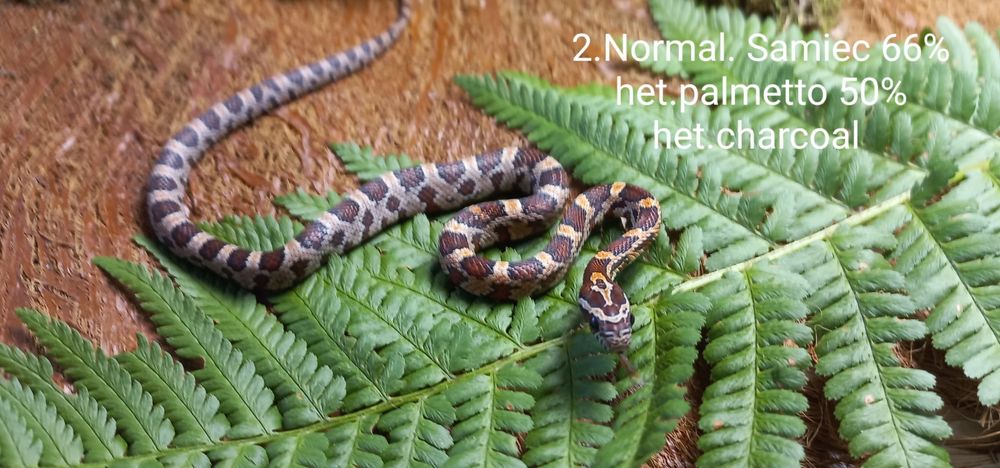 Waż zbożowy. Normal.Samce Samice