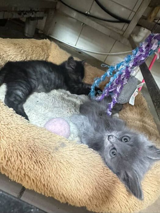 Котики в добрі руки