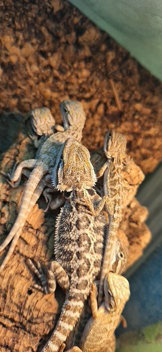 Agama brodata młode agamki Wołomin