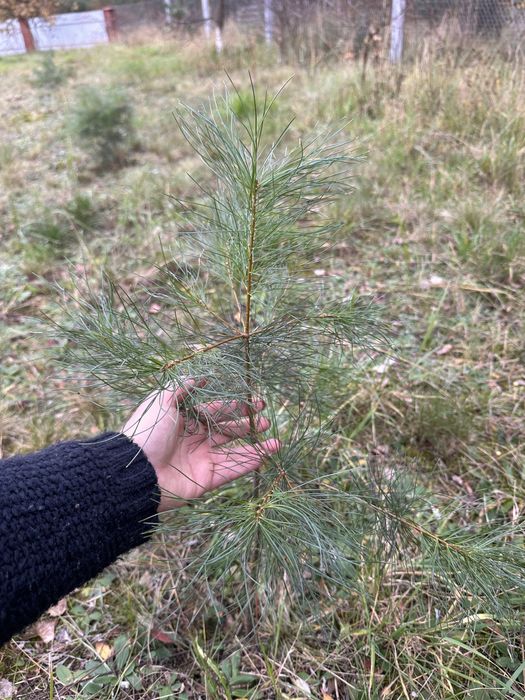 Сосна веймутова, саджанці