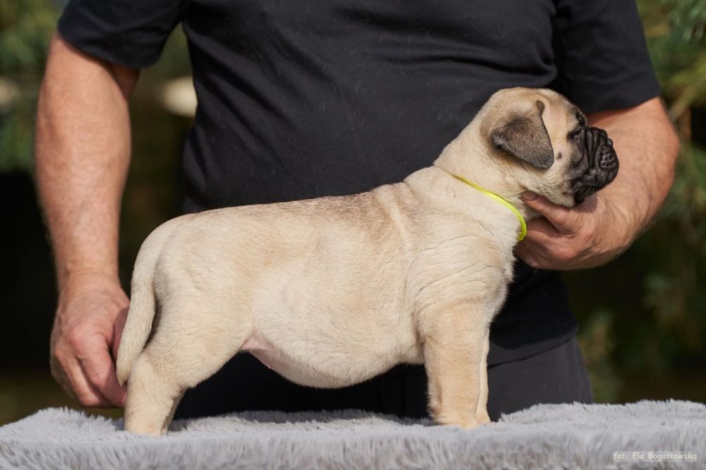 Bullmastiff szczenie