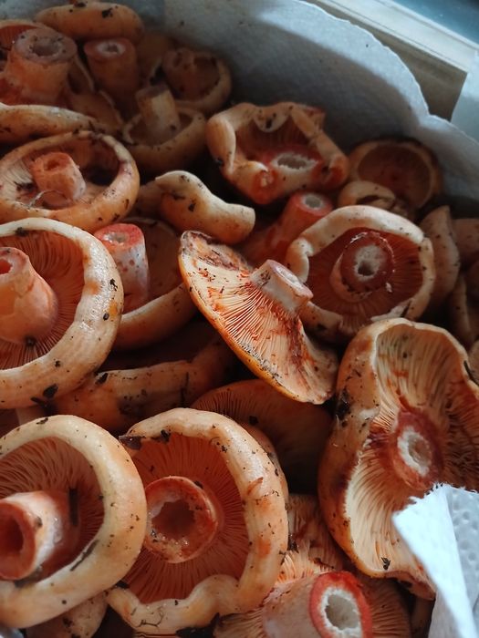 Sprzedam rydze 1kg świeże na zamówienie