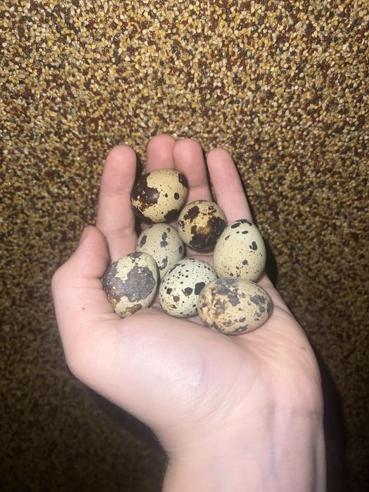 Sprzedam jajka przepiórcze EKO