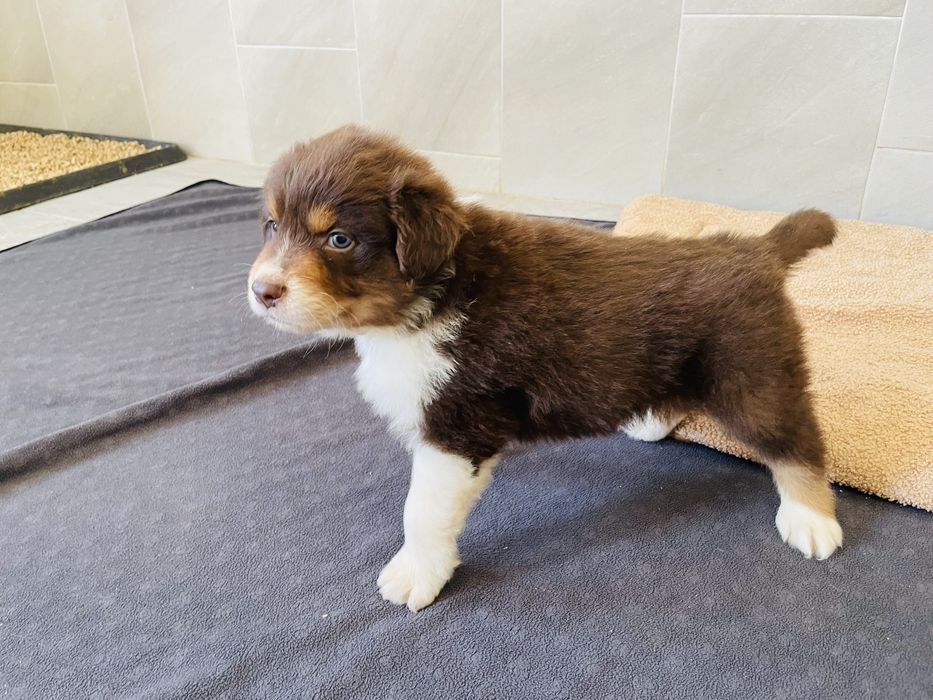 Pastor australiano com LOP