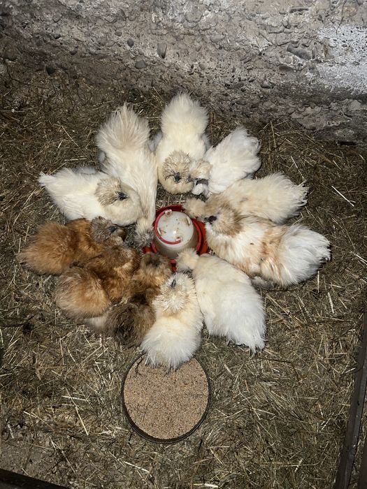 Jaja legowe kur silek usa