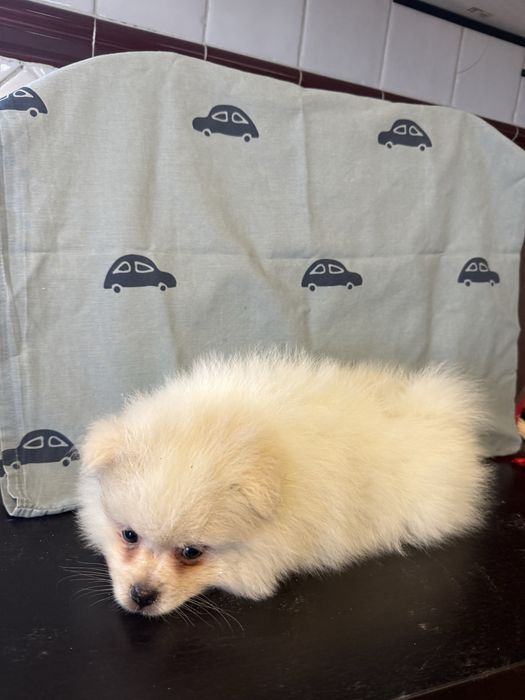 Spitz Alemão/ Lulu da pomerânia macho Meiguinho