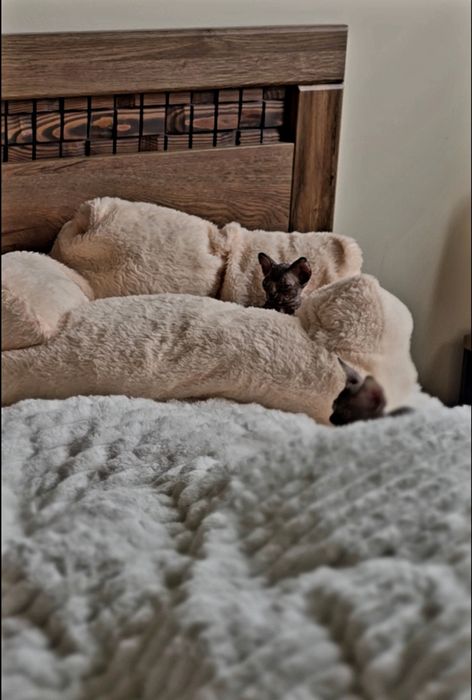 Przepiękny kocurek ciemna czekolada.kot sfinks sphynx