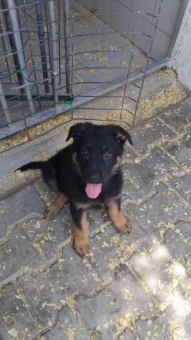 Cachorro   pastor alemão