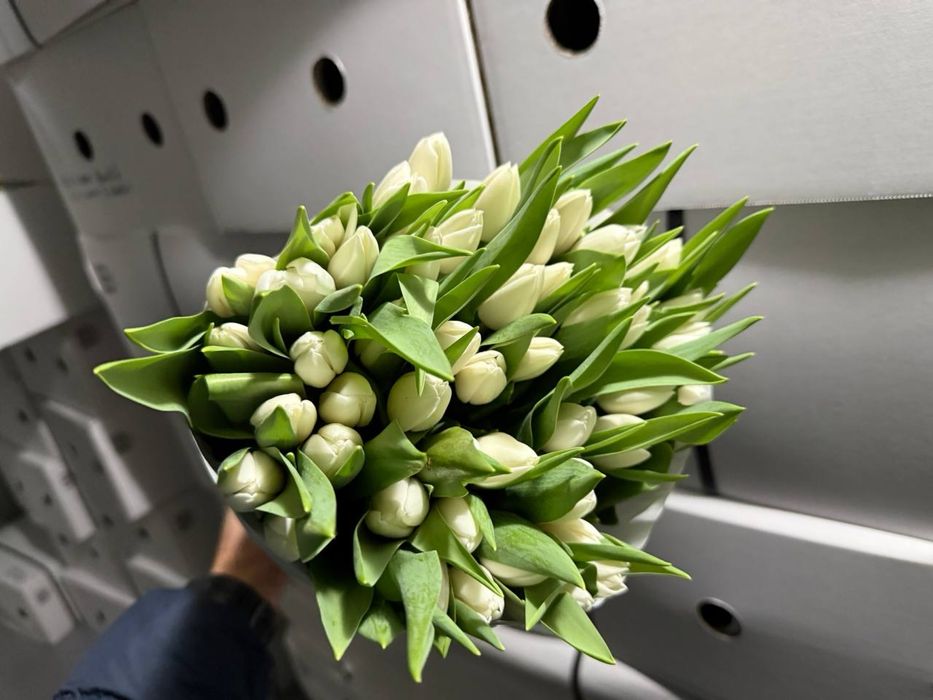 Тюльпан опт Голландія , голандський , Нідерланди