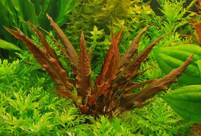 Kryptokoryna / Cryptocoryne