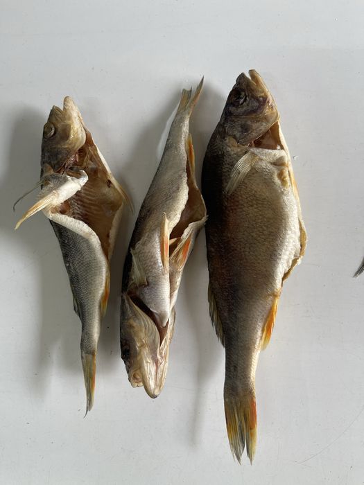 Плотва з ікрою, тарань, лящ, густера, щука, окунь