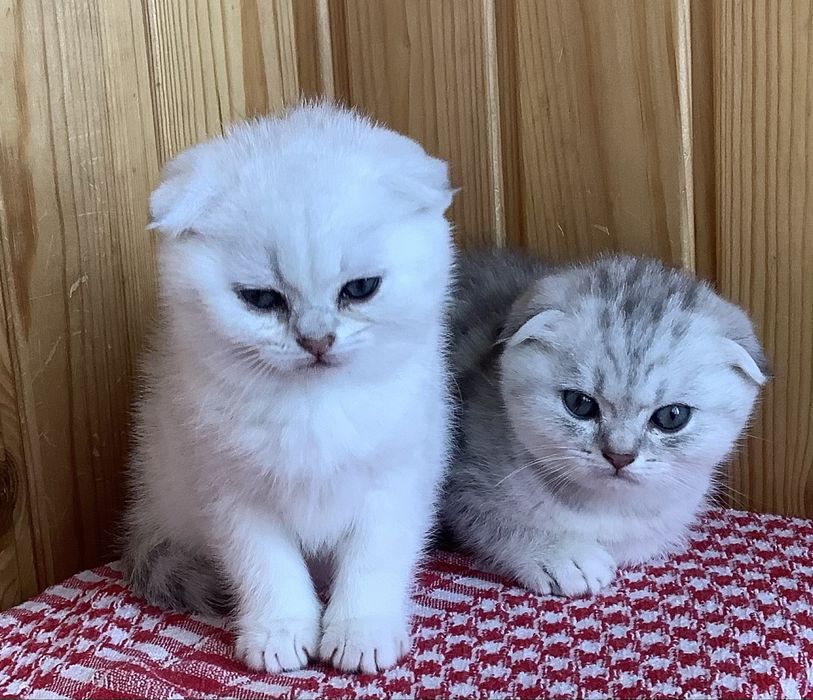 Гарненькі висловухі котята