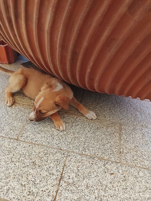 Cachorrinhos para adoção com dois meses