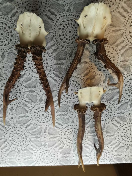 3 sztuki , ładnych kozłów