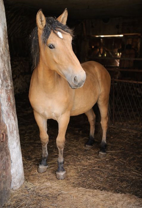 Na sprzedaż piękny koń – spokojny i zadbany